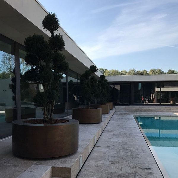 Image of row of polished brass circular plant pots on poolside, planted with cloud-pruned Japanese holly.