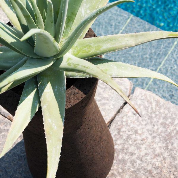 Image of aerial view of RODA Bush On geometric cork planter with Aloe vera inside, shown on sunny poolside