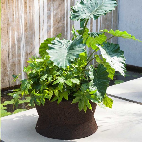 Image of RODA Bush On low cork plant pot with Fatsia japonica and Colocasia planted inside