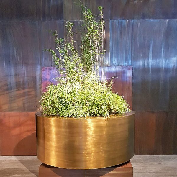 Image of circular polished brass plant pot planted with delicate bamboo