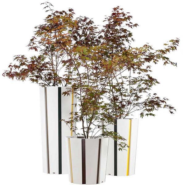 Studio image of 3 different sizes of Octa planters with inserts by Flora, planted with Acer trees