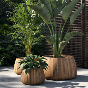Image of 3 different sizes of Bariq round teak plant pots, planted with Hosta, Kentia palm and Strelitzia.